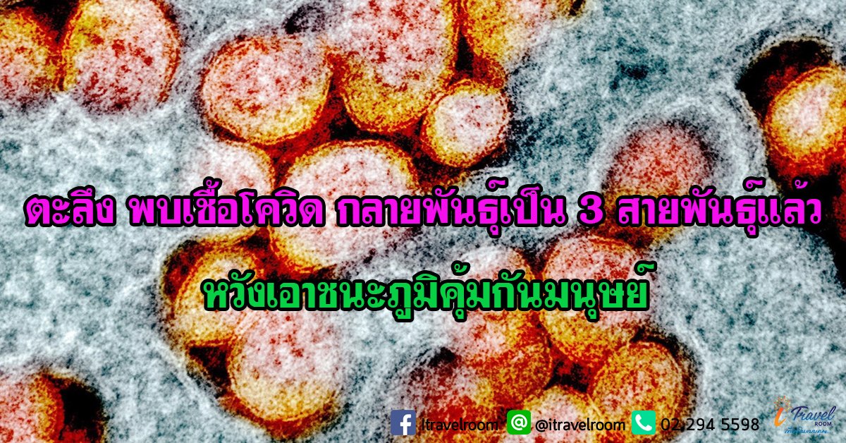 ตะลึง พบเชื้อโควิด กลายพันธุ์เป็น 3 สายพันธุ์แล้ว หวังเอาชนะภูมิคุ้มกันมนุษย์ ตะลึง พบเชื้อโควิด กลายพันธุ์เป็น 3 สายพันธุ์แล้ว หวังเอาชนะภูมิคุ้มกันมนุษย์
