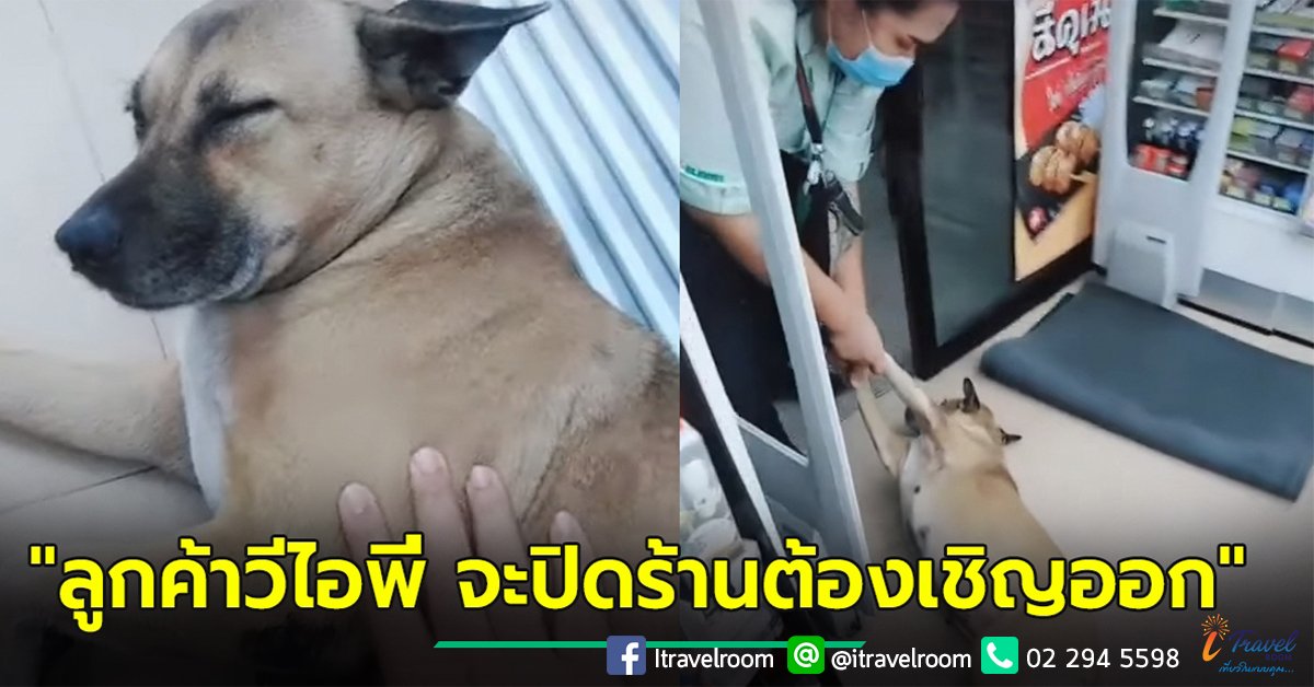 คลิปน่ารัก เมื่อเซเว่นฯ ปิด ตามประกาศเคอร์ฟิว ชะตากรรมน้องหมา..เลยกลายเป็นแบบนี้ คลิปน่ารัก เมื่อเซเว่นฯ ปิด ตามประกาศเคอร์ฟิว ชะตากรรมน้องหมา..เลยกลายเป็นแบบนี้