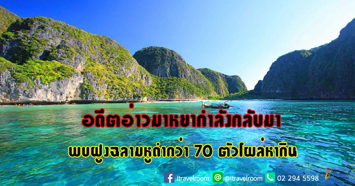 อดีตอ่าวมาหยากำลังกลับมา พบฝูงฉลามหูดำกว่า 70 ตัวโผล่หากิน