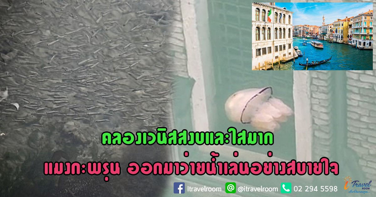 คลองเวนิสสงบและใสมาก นักสัตววิทยาพบแมงกะพรุน ออกมาว่ายน้ำเล่นอย่างสบายใจ คลองเวนิสสงบและใสมาก นักสัตววิทยาพบแมงกะพรุน ออกมาว่ายน้ำเล่นอย่างสบายใจ