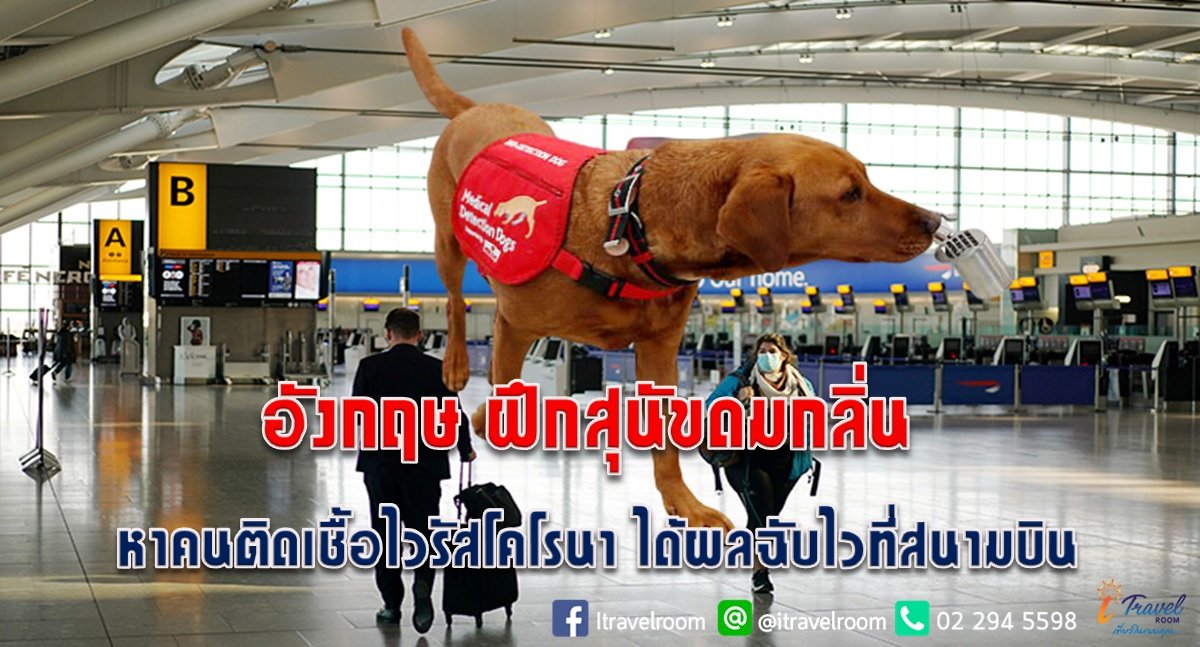อังกฤษ ฝึกสุนัขดมกลิ่น หาคนติดเชื้อไวรัสโคโรนา ได้ผลฉับไวที่สนามบิน