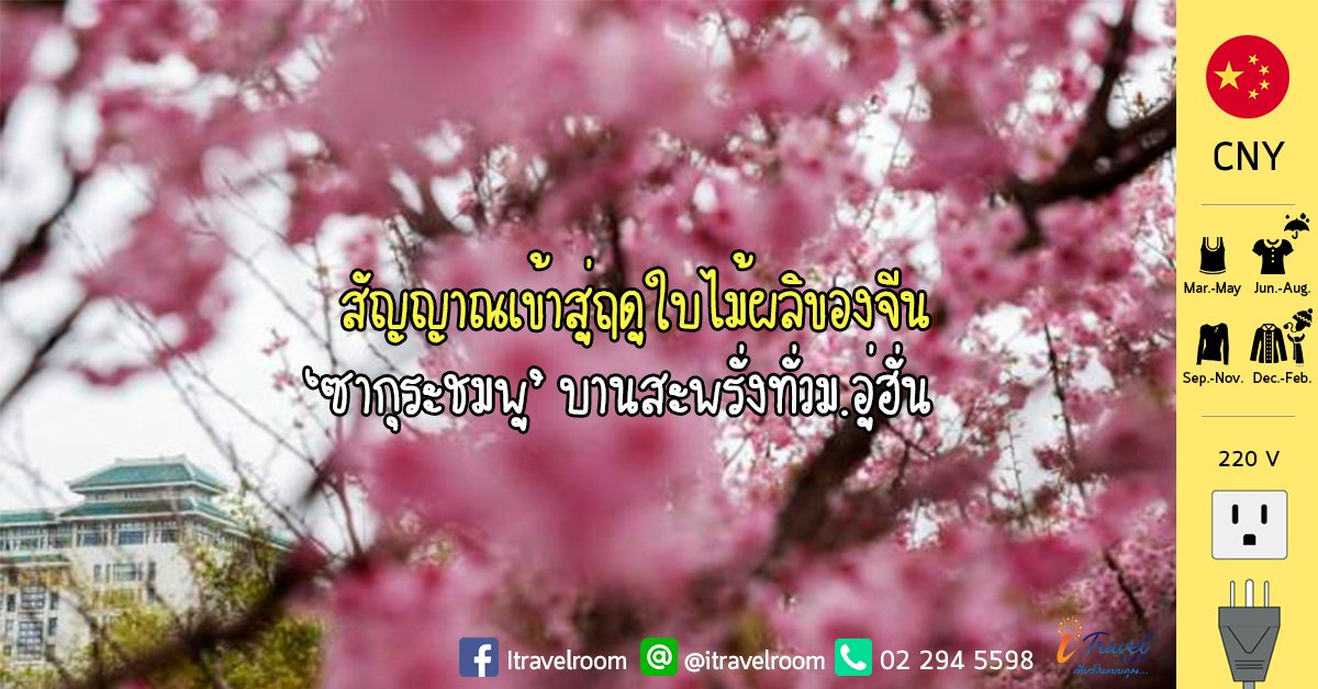สัญญาณเข้าสู่ฤดูใบไม้ผลิจีน ‘ซากุระชมพู’ บานสะพรั่งทั่วม.อู่ฮั่น สัญญาณเข้าสู่ฤดูใบไม้ผลิจีน ‘ซากุระชมพู’ บานสะพรั่งทั่วม.อู่ฮั่น