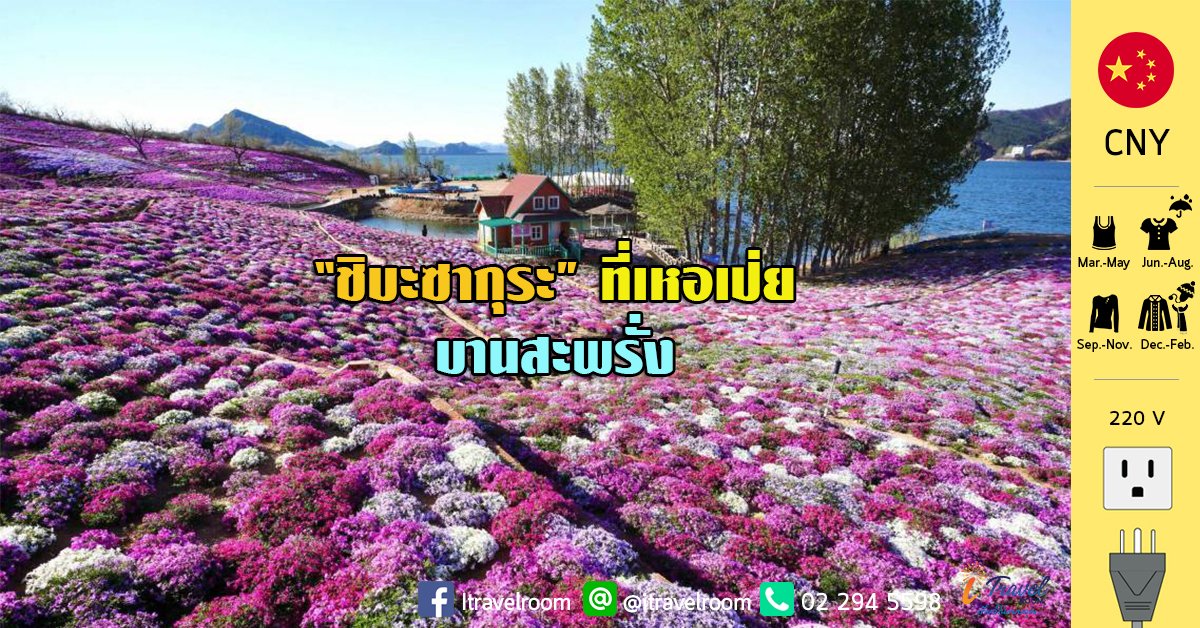 “ชิบะซากุระ” บานสะพรั่งที่อำเภอเชียนซี มณฑลเหอเป่ย “ชิบะซากุระ” บานสะพรั่งที่อำเภอเชียนซี มณฑลเหอเป่ย