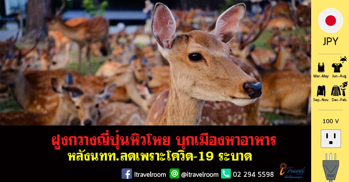 ฝูงกวางญี่ปุ่นหิวโหย บุกเมืองหาอาหาร หลังนทท.ลดเพราะโควิด-19 ระบาด ฝูงกวางญี่ปุ่นหิวโหย บุกเมืองหาอาหาร หลังนทท.ลดเพราะโควิด-19 ระบาด