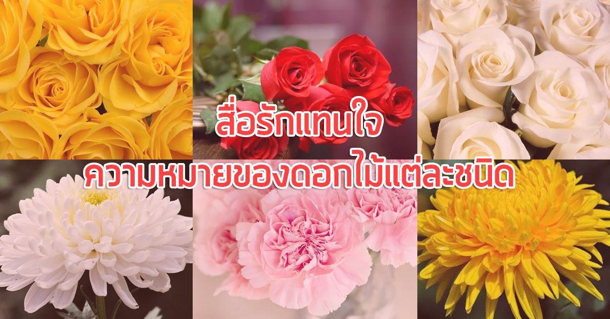 สื่อรักแทนใจ ความหมายของดอกไม้แต่ละชนิด