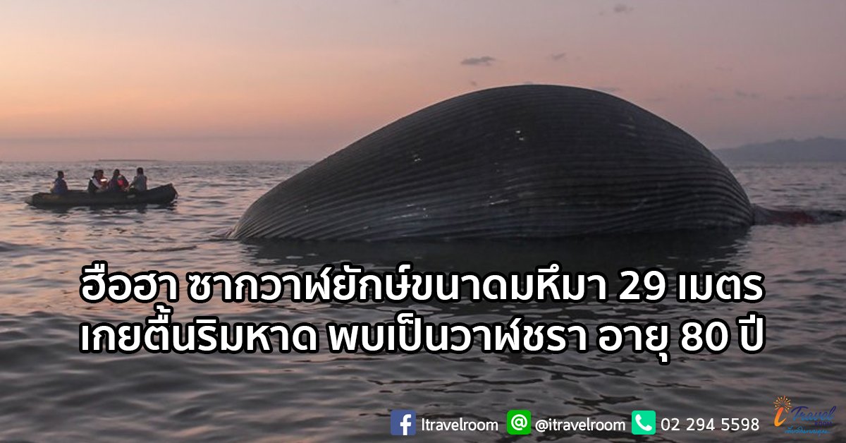 ฮือฮา ซากวาฬยักษ์ขนาดมหึมา 29 เมตร เกยตื้นริมหาด พบเป็นวาฬชรา อายุ 80 ปี