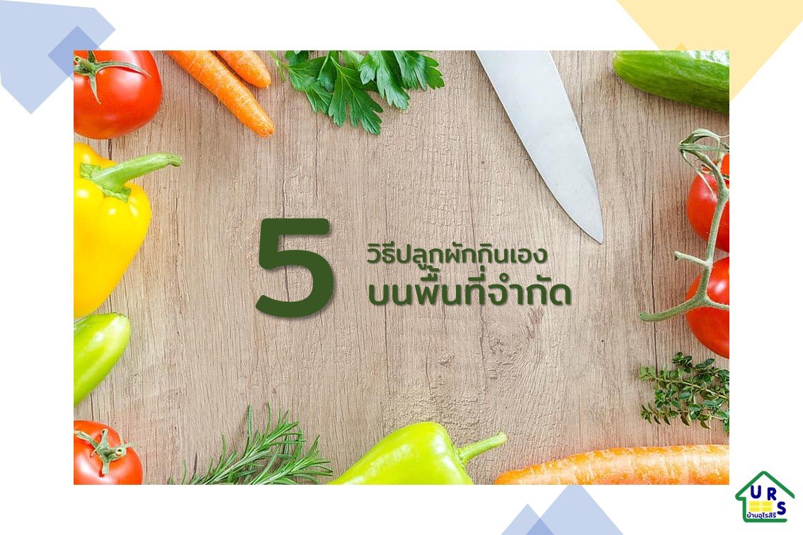 วิธีปลูกผักในพื้นที่จำกัด