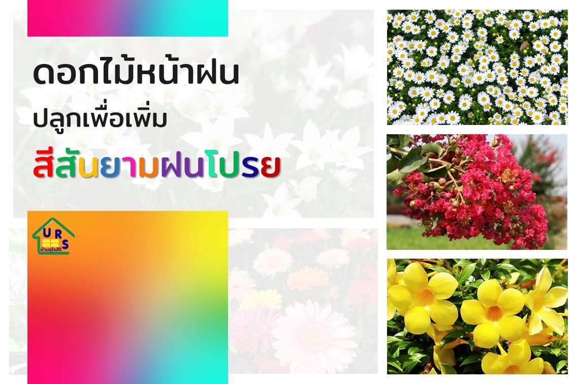 8 ดอกไม้ปลูกหน้าฝนเพื่อเพิ่มสีสันยามฝนโปรย