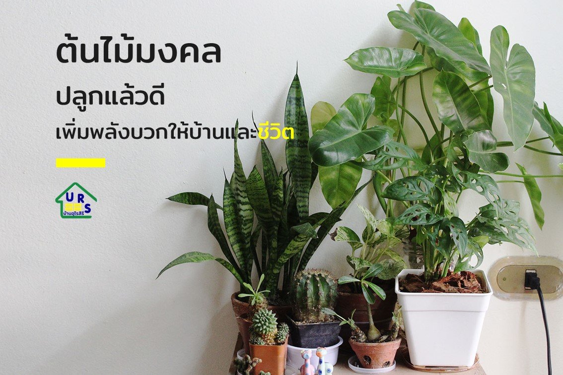 ต้นไม้มงคลปลูกแล้วดี