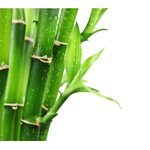 Bamboo : มหัศจรรย์จากธรรมชาติ