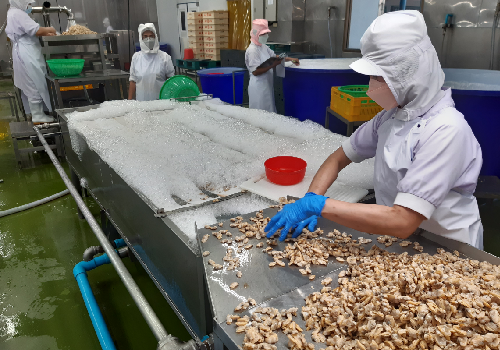 Clam treatment line