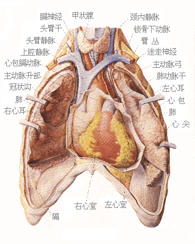 胸部及心脏