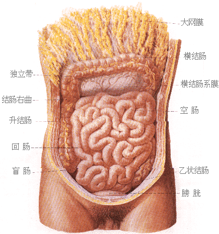 腹部脏器图