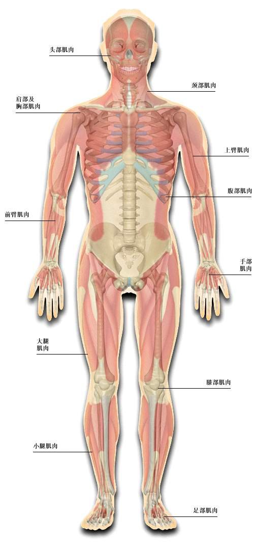 肌肉系统