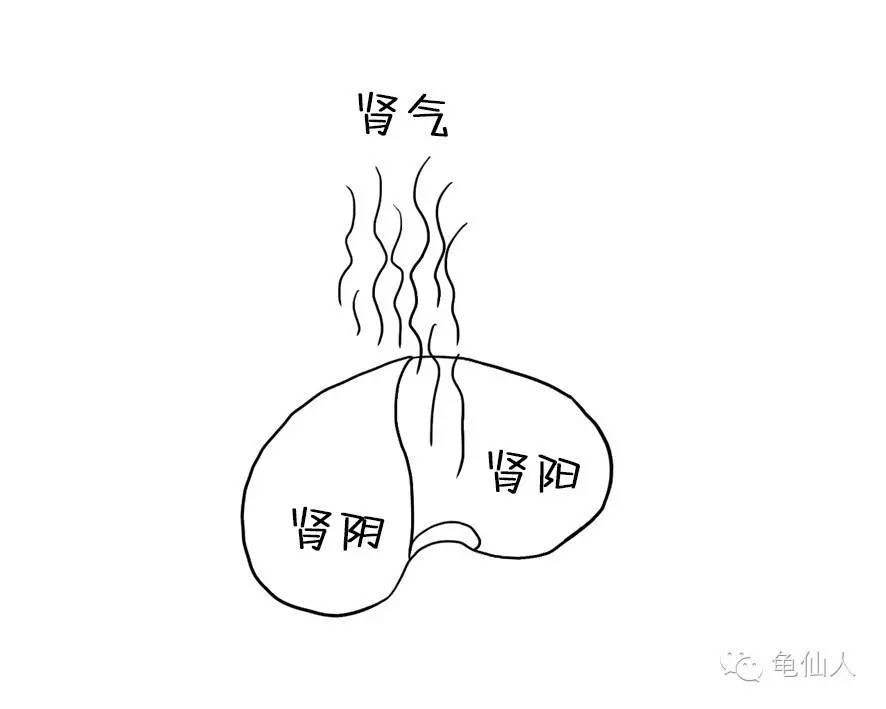 月经失调扰人烦，推荐三款阴、阳、气养肾陈瑞银资深中医师调治有优势