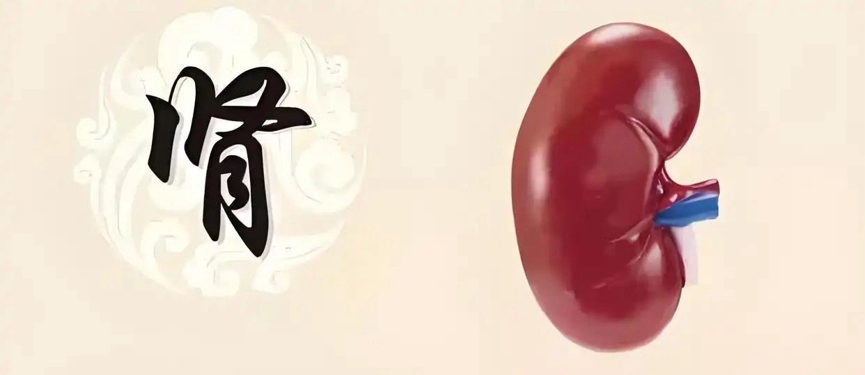 「肾虚」的常见症状有哪些 「肾虚」的常见症状有哪些