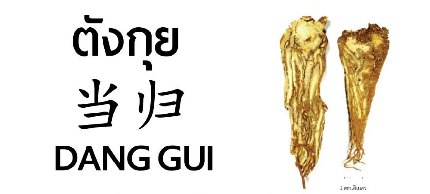 泰国华侨中医院补血第一中药当归科普文章邀您来看! 泰国华侨中医院补血第一中药当归科普文章邀您来看!