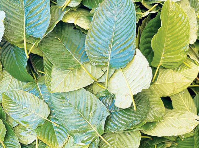 The Commercial Possibility of Kratom from Addictive Drug
