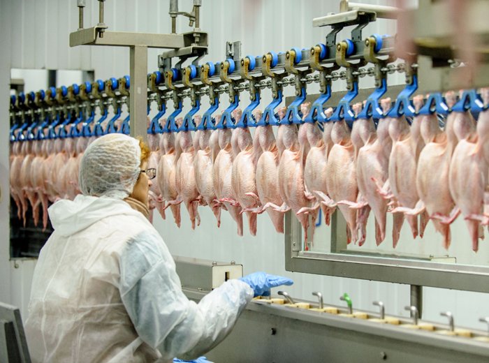 Food Safety in Poultry Production 