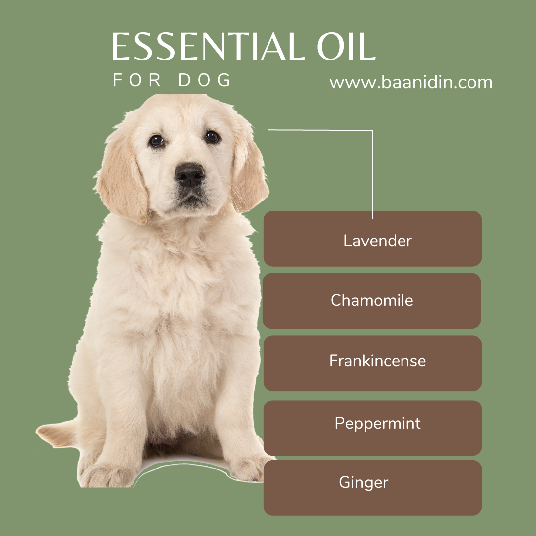 Are Essential Oils Dangerous to Pets?