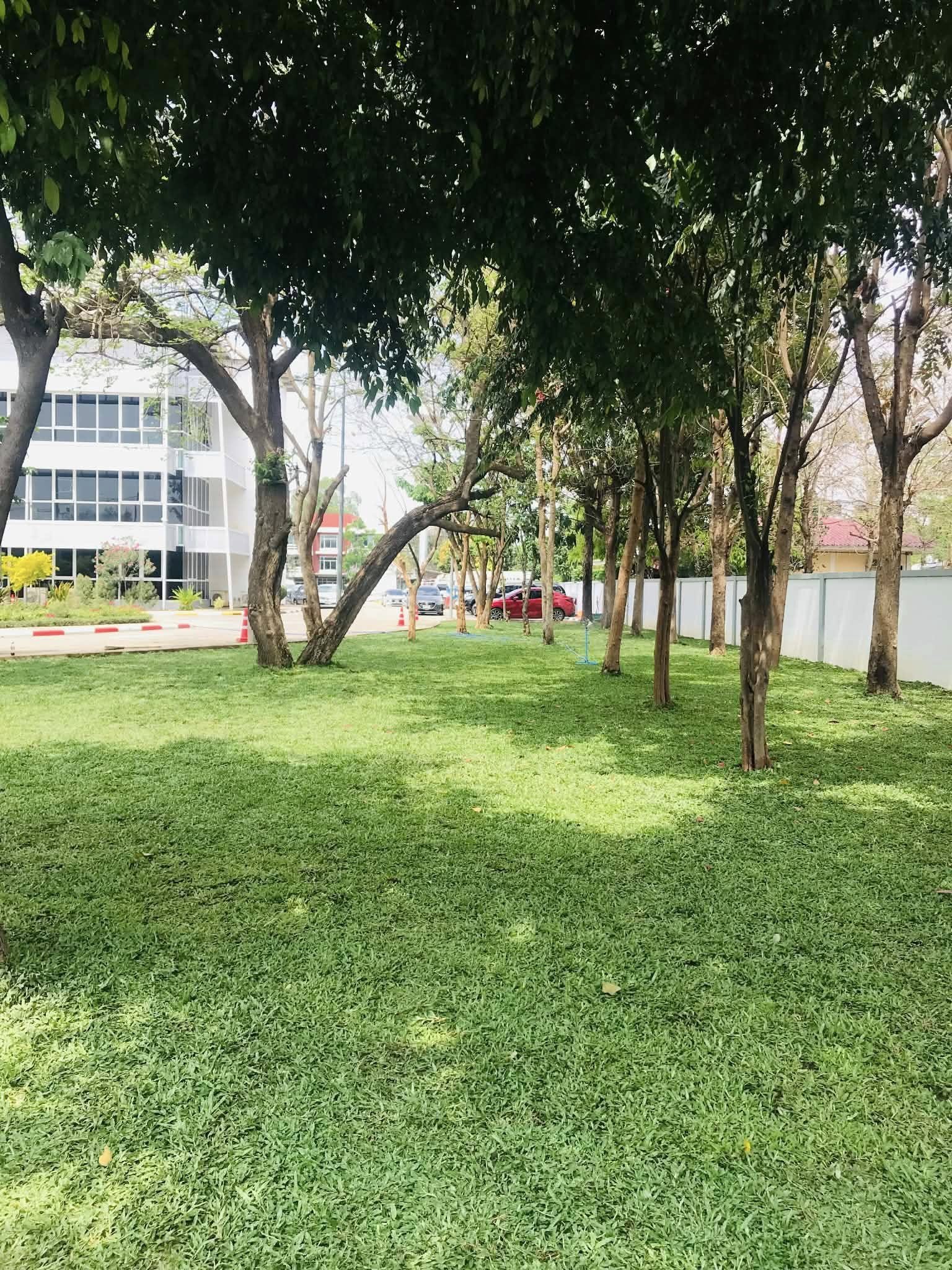 ปูหญ้ามาเลเซีย 750ตรม.หน้างาน นครราชสีมา