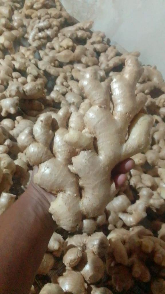 Indonesia's Finest Ginger: A Flavorful and Versatile Spice