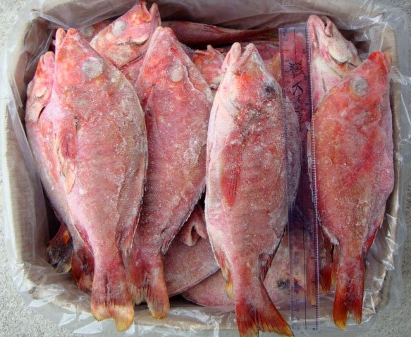 Indonesia: A Promising Nation in Fishery Exportation