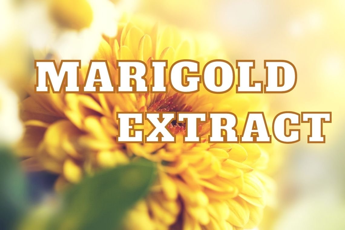 โรงงานผลิตอาหารเสริมสมุนไพรจากสารสกัดดอกดาวเรือง (Marigold Extract)