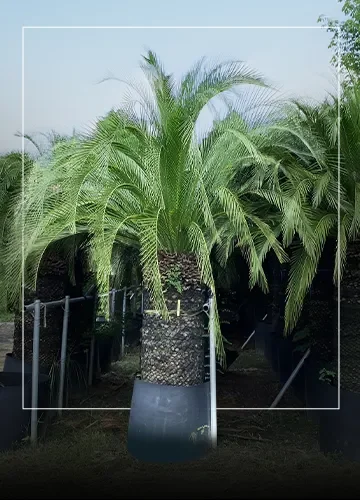 cycad