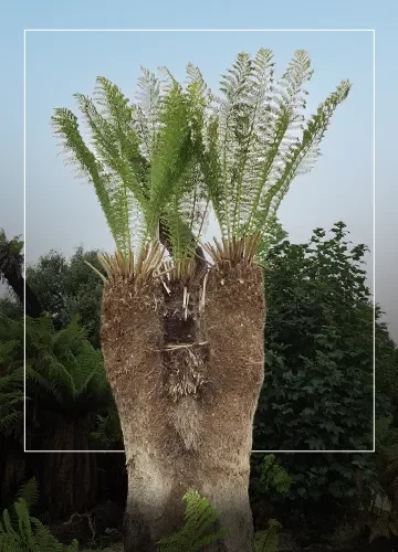 Ferns and Fern allies