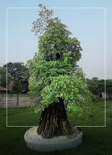 Mangrove