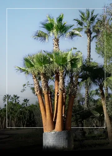 Palms