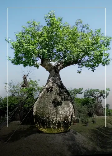 Trees