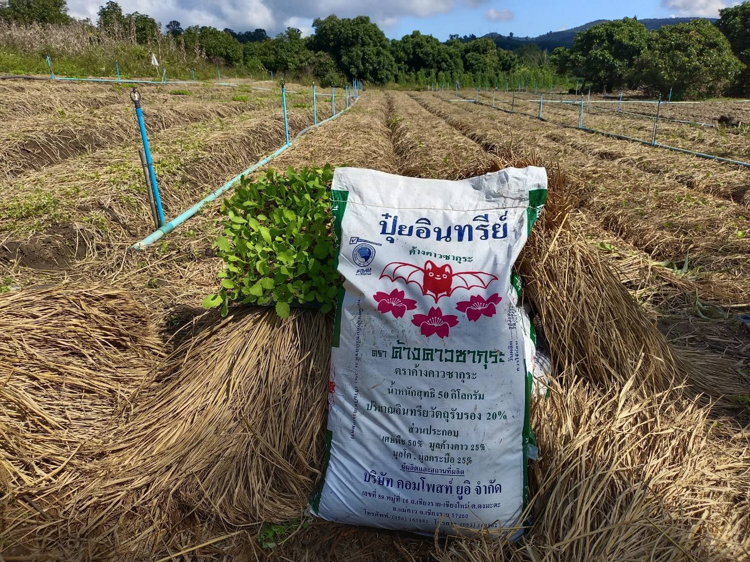 แปลงผักกาดเขียวปลี อ.จุน อ.วังเหนือ แปลงผักกาดเขียวปลี อ.จุน อ.วังเหนือ