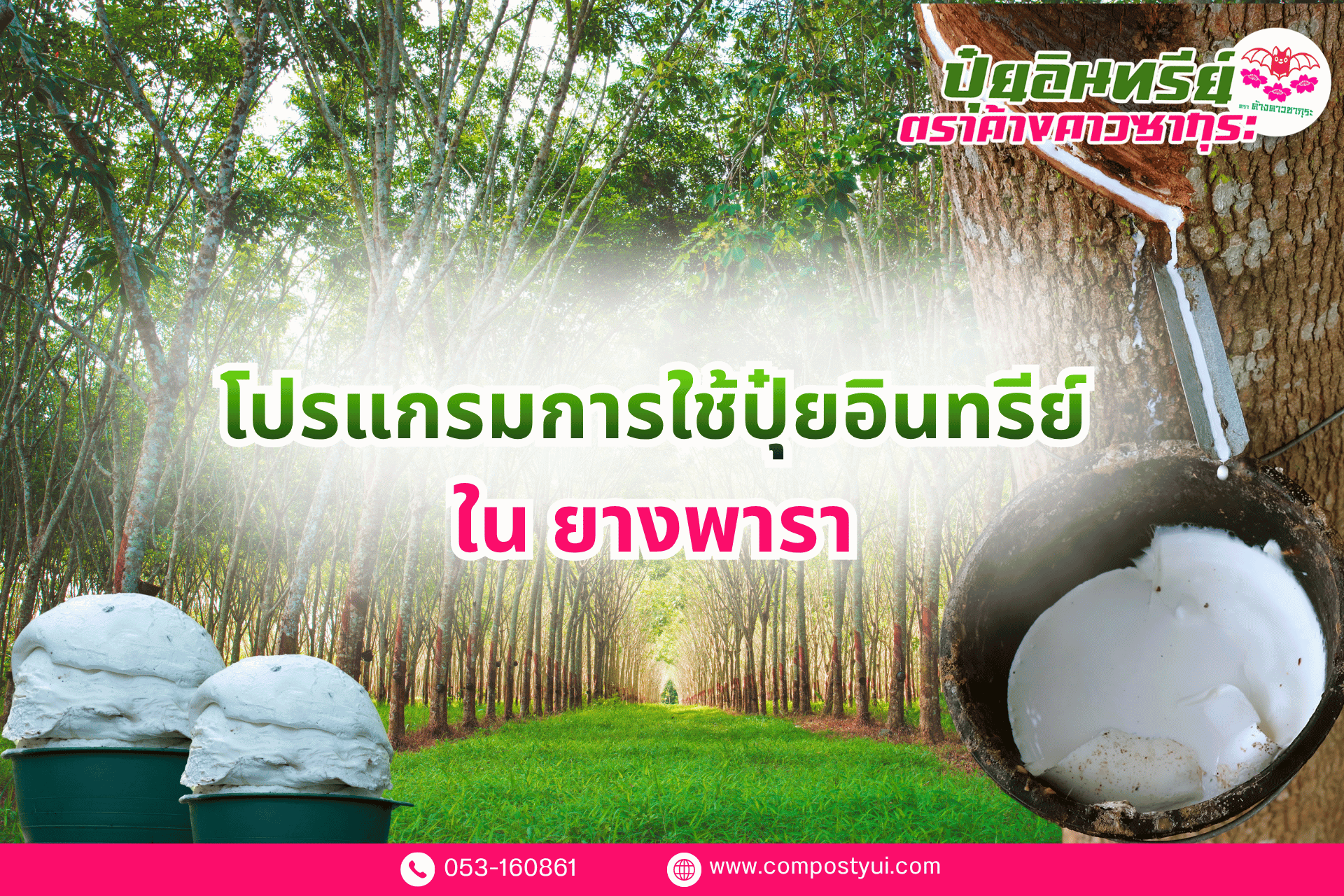 การใช้ปุ๋ยอินทรีย์ ใน ยางพารา เพื่อเพิ่มปริมาณน้ำยาง