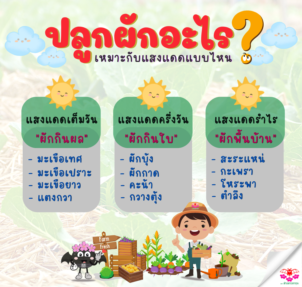 ปลูกผักอะไรเหมาะกับแสงแดดแบบไหน ปลูกผักอะไรเหมาะกับแสงแดดแบบไหน