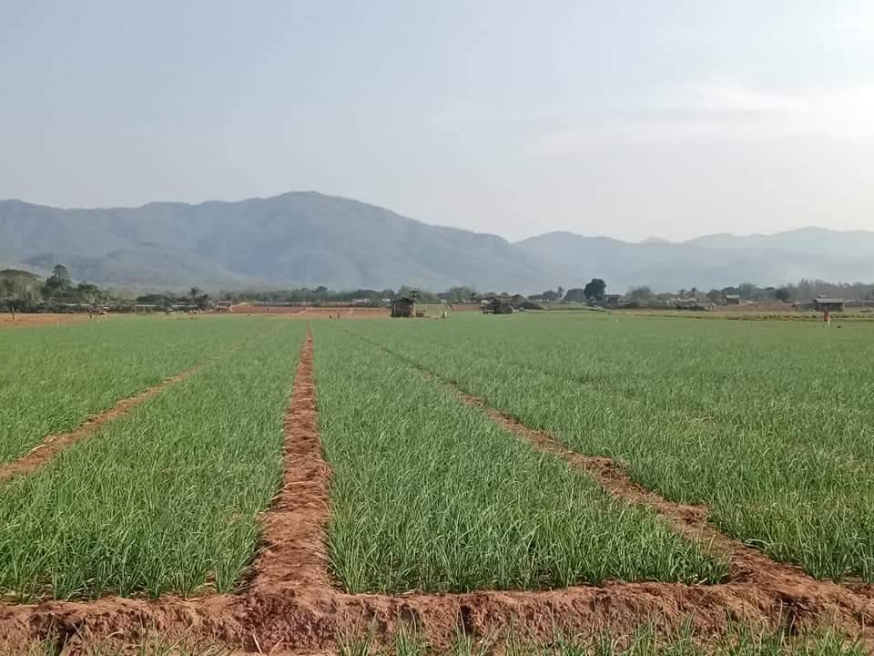 แปลงทดลองหอมแดง จ.อุตรดิตถ์ แปลงทดลองหอมแดง จ.อุตรดิตถ์