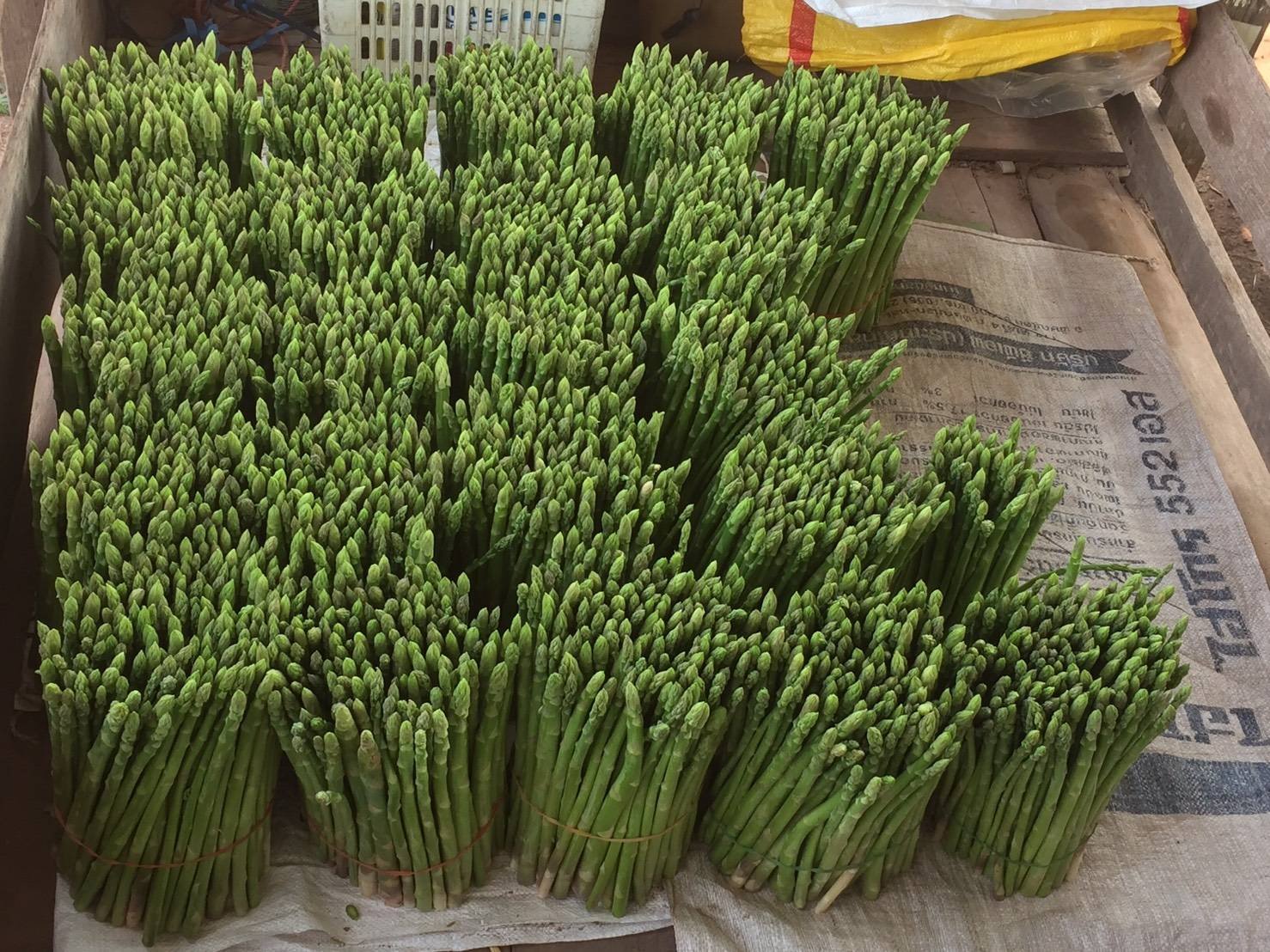 แปลงปลูกหน่อไม้ฝรั่งลูกค้า จ.อุตรดิตถ์ แปลงปลูกหน่อไม้ฝรั่งลูกค้า จ.อุตรดิตถ์