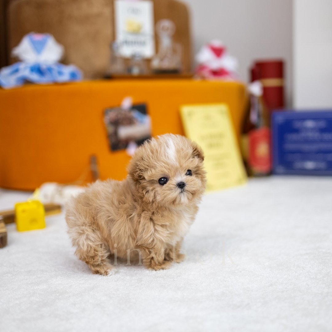 Maltipoo Millie tinybok