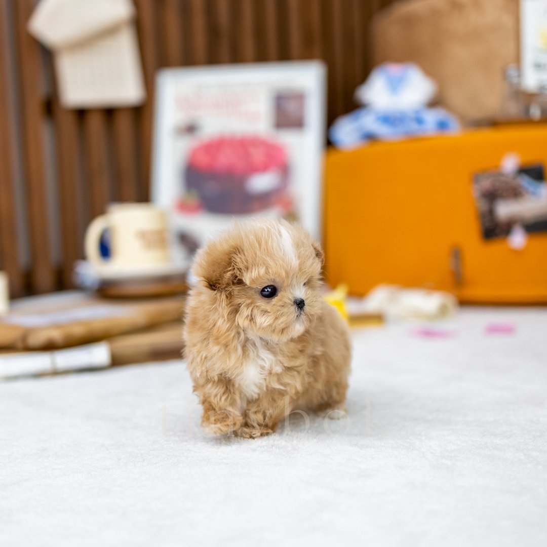 Maltipoo Millie tinybok