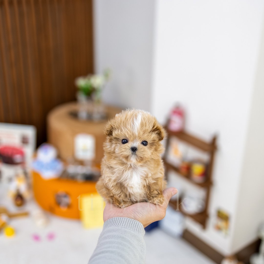 Maltipoo Millie tinybok