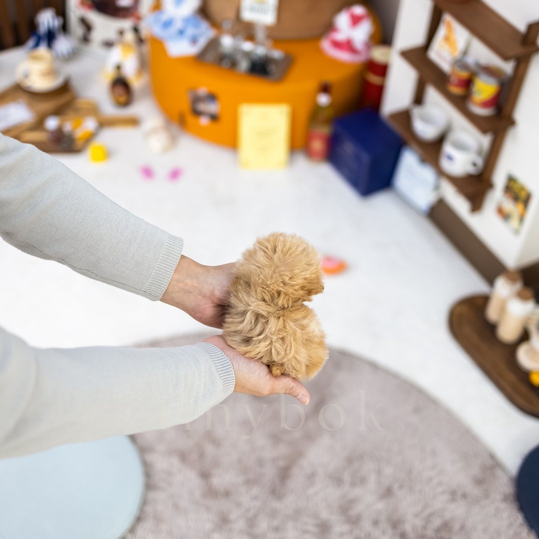 Maltipoo Millie tinybok