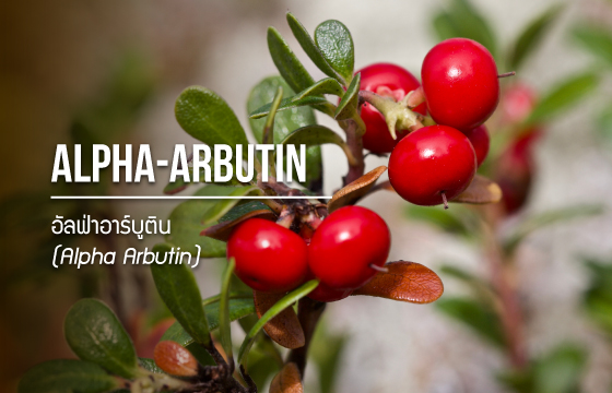 Alpha Arbutin / อัลฟ่าอาร์บูติน