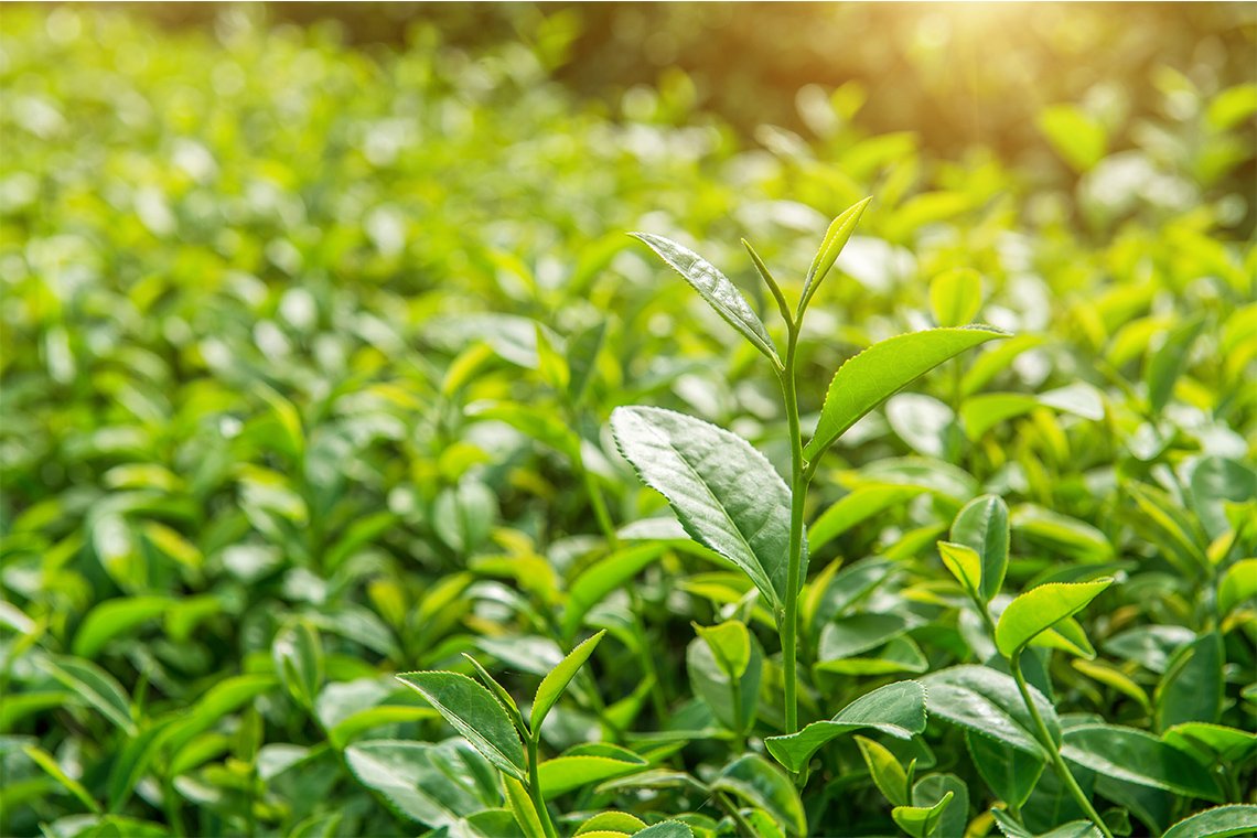 Green Tea Extract  (Food Grade) สารสกัดจากชาเขียว