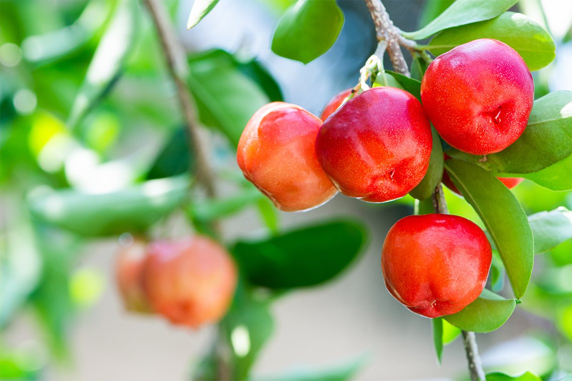 Acerola Cherry Extract (Food Grade)