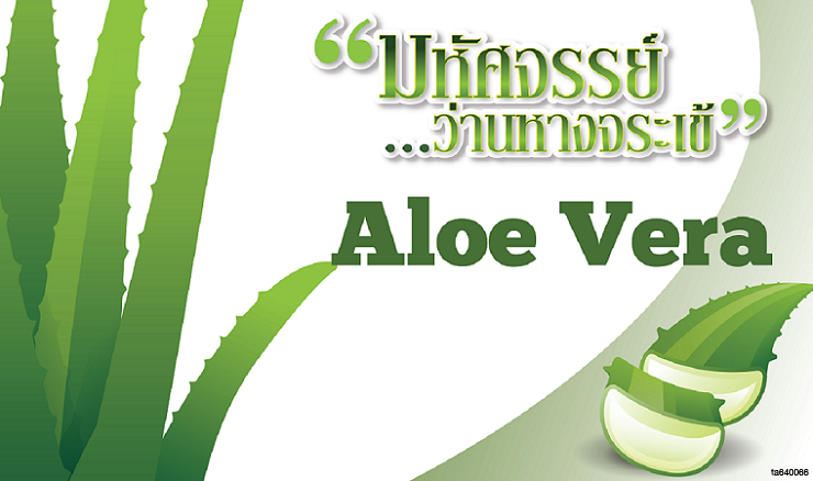 aloe vera