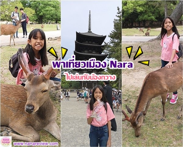 Cute Cute Deer at Nara Park 