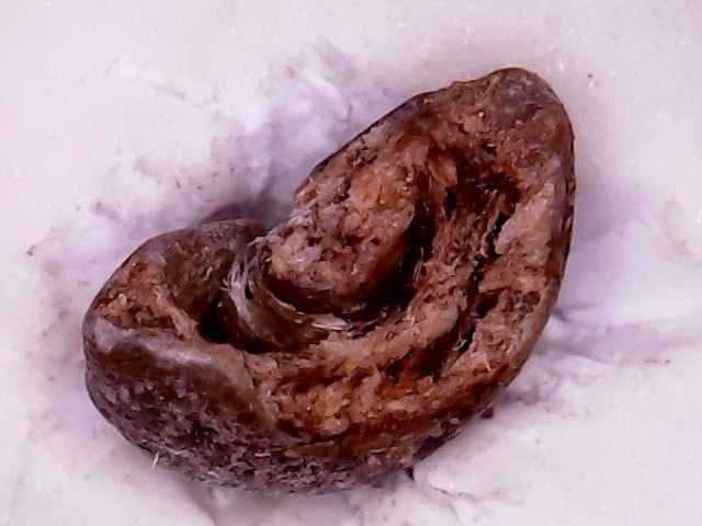 ภาพ​'สาร'​กาแฟ Moldy หรือติดรา