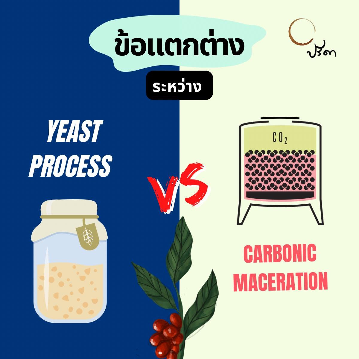 ข้อแตกต่างระหว่างโปรเสส Yeast Process VS Carbonic Maceration