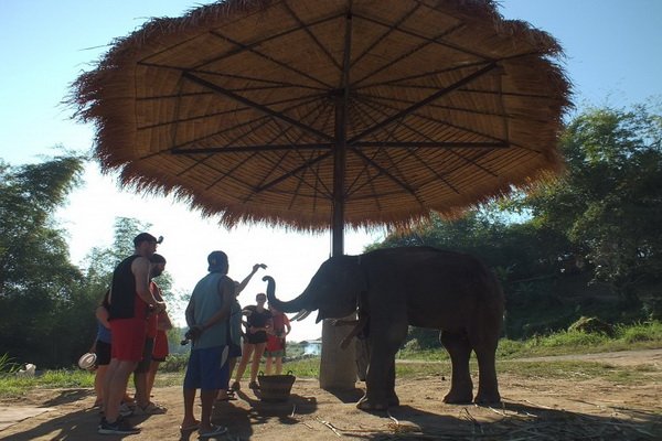 ดูแลช้างครึ่งวันตอนบ่าย Elephant Retirement Park
